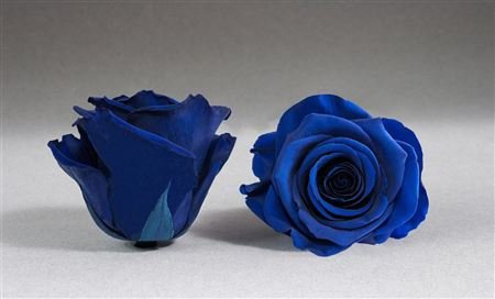 Trandafir prezervat blue