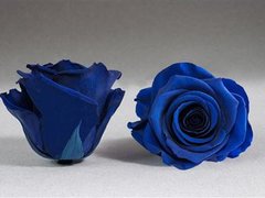 Trandafir prezervat blue
